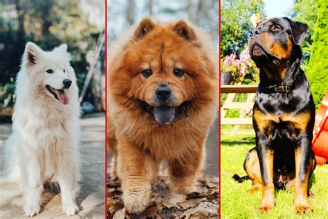 Top 10 Most Expensive Dog Breeds in the Philippines & their Price Range.